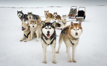 Icelandic dogs on Ice