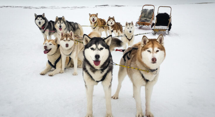 Icelandic dogs on Ice